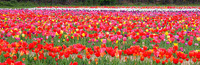 field of Tulips