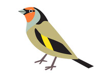 bird Goldfinch