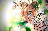 Cheetahs Prey -JPG_PDF_PNG