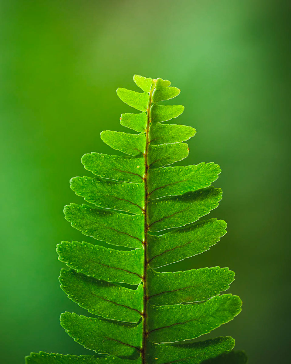Green Vegetation | Edit | Photoshop Lightroom