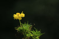 yellow flower photo
