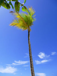 palmeraplanta