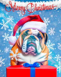 Merry Christmas English Bulldog red LR