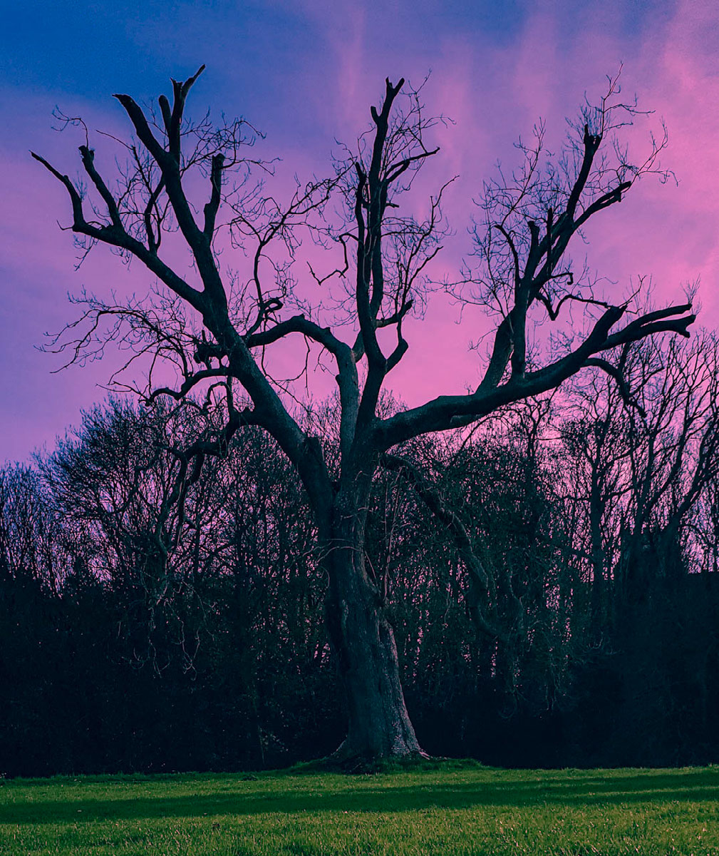 Winter tree | Edit | Photoshop Lightroom