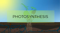Photosynthesis Illustration