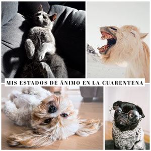 Creador De Memes Online Gratis Adobe Spark