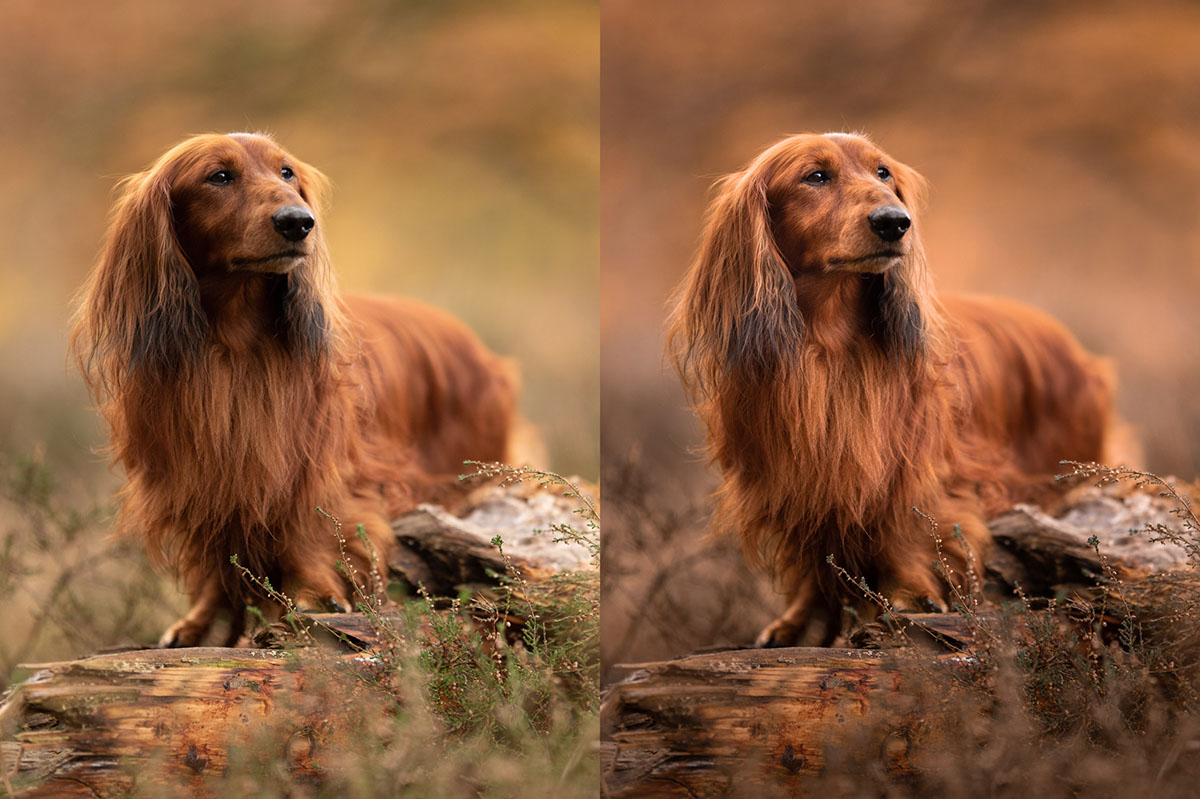 Simplifying a Color Palette Tutorial Lightroom