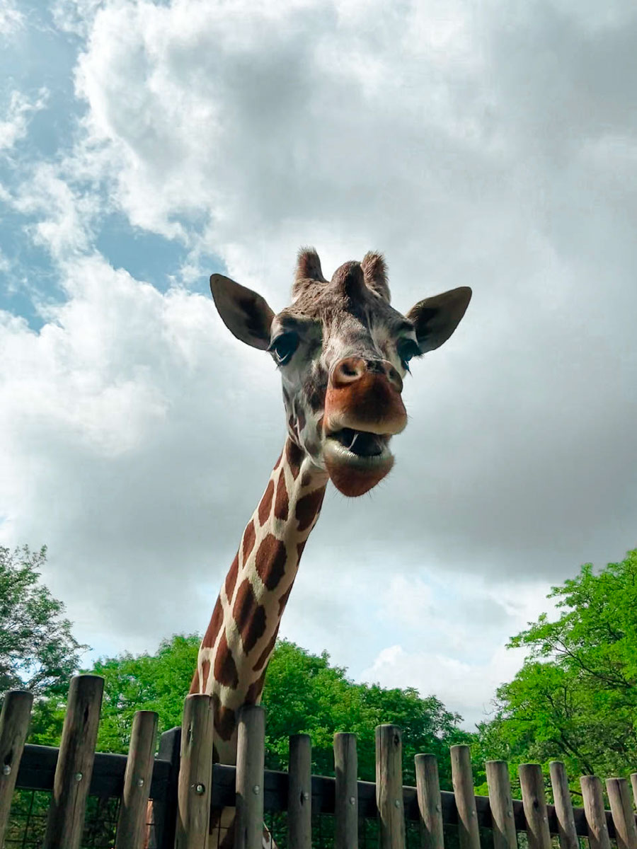 Giraffe | Edit | Photoshop Lightroom