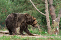 Brown Bear Stroll - Full Rights