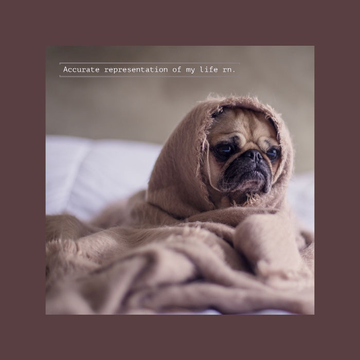 Create Your Own Dog Memes For Free Adobe Spark