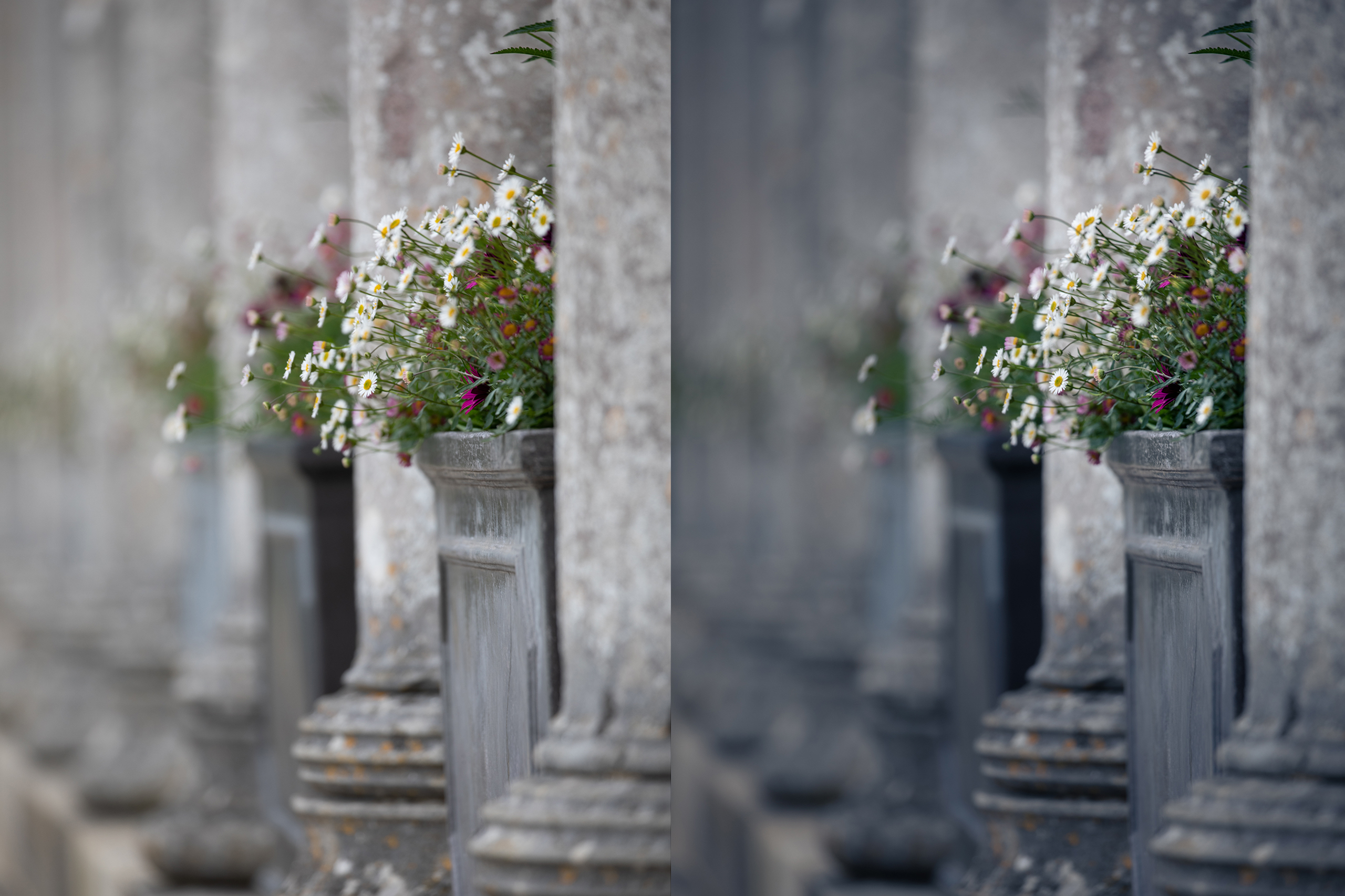 Drawing Attention to the Subject | Tutorial | Adobe Lightroom