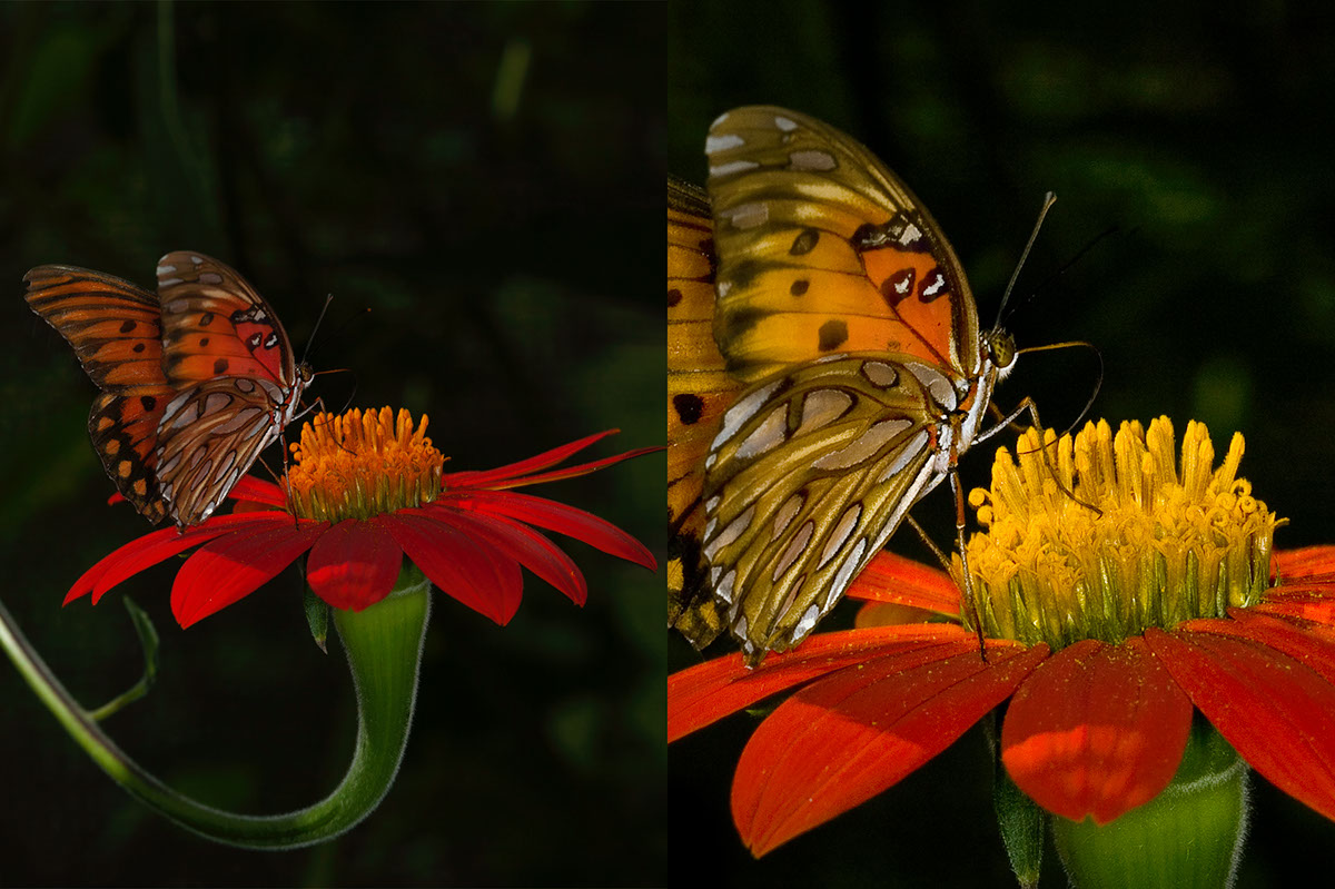 Editing Colorful Subjects Butterflies and Flowers Tutorial