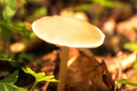 MushroomA