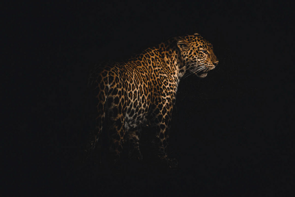 Leopard Portrait | Edit | Photoshop Lightroom