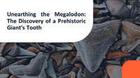 Unearthing The Megalodon Tooth