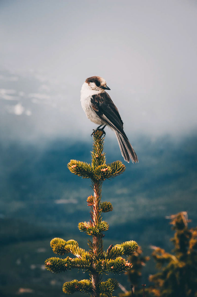 Bird Edit Lightroom