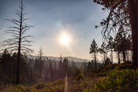 Sequoia NP Trees