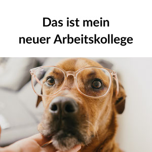 Kostenloser Online Meme Generator Adobe Spark