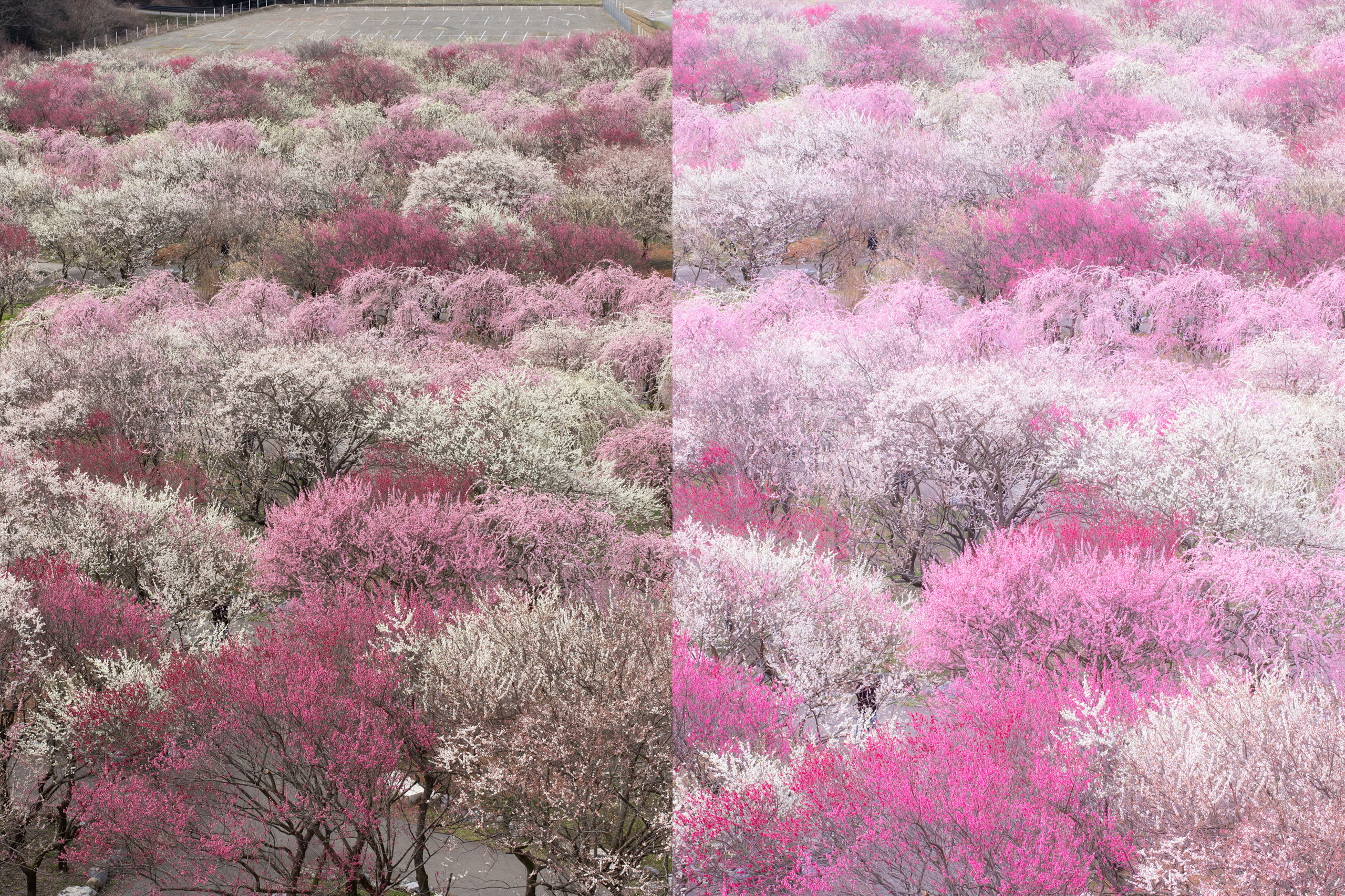 Create a Colorful Spring Paradise | Tutorial | Adobe Lightroom