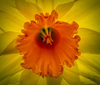 Center of Daffodil