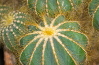Golden Barrel Cactus By Tarugu