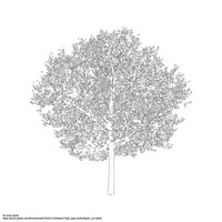Sample_tree_by_feipco