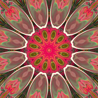 Flower Flash Kaleidoscope 5
