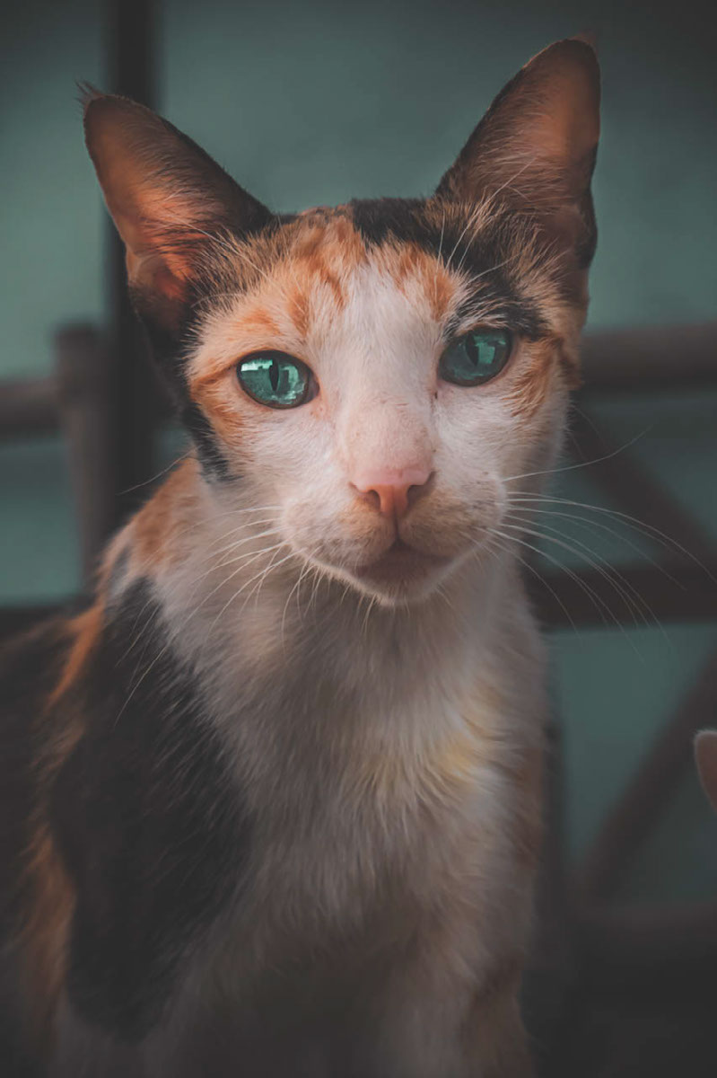 Random Shot | Edit | Photoshop Lightroom