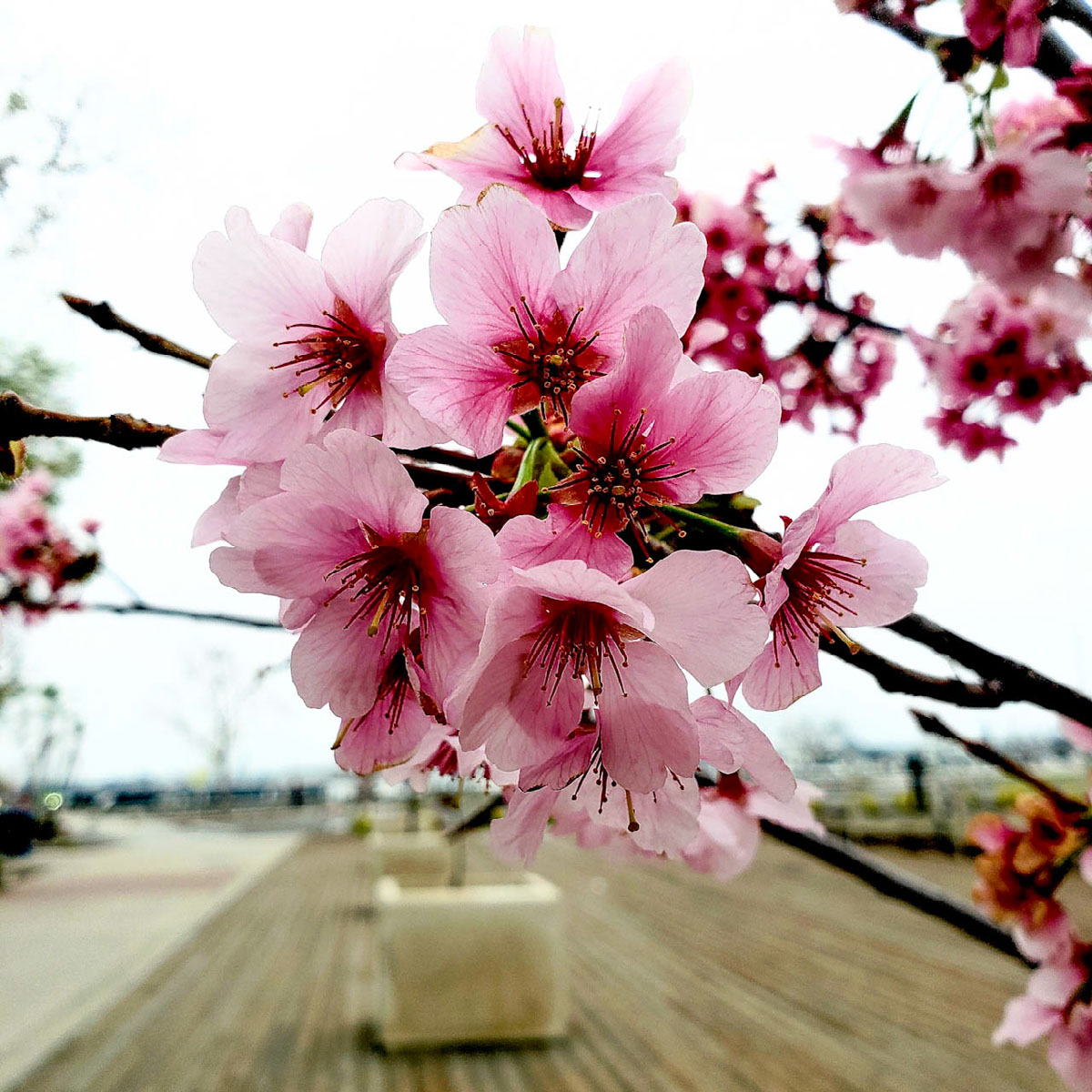 Pink | Edit | Photoshop Lightroom