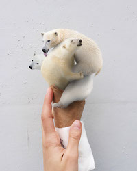 Polar-bear-icecream