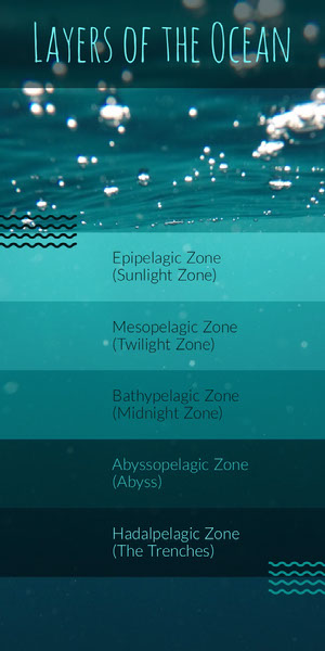 Blue and Turquoise Ocean Layers Infographic Infographics Video