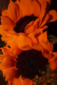 FLOWER COLLECTION SUNFLOWERCLOSE UP