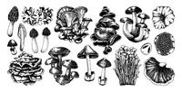 Edible mushrooms vector set