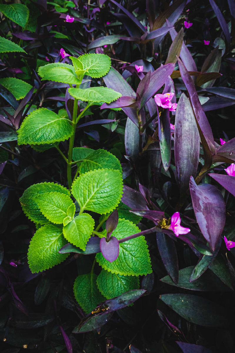 verde-edit-photoshop-lightroom