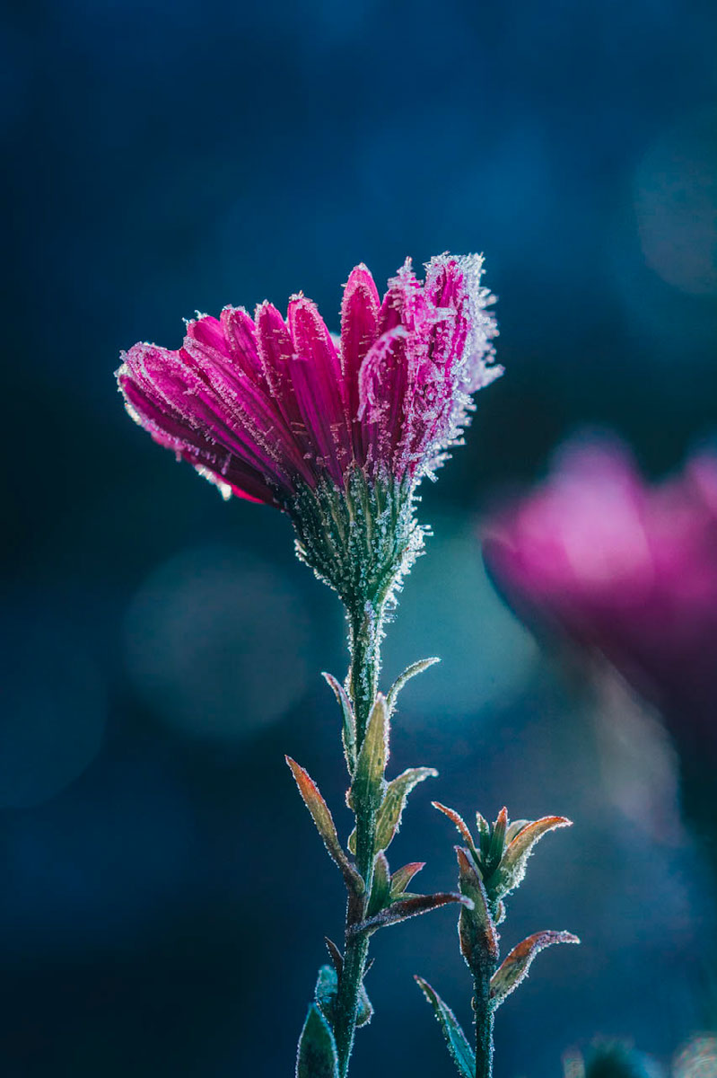 Touched by cold | Edit | Photoshop Lightroom