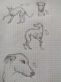 Greyhound sketch request - upgrade