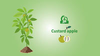 Custard Apple Plant