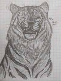 Grimace of a tiger sketch
