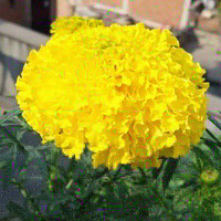 merigold flower