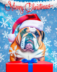 Merry Christmas English Bulldog red
