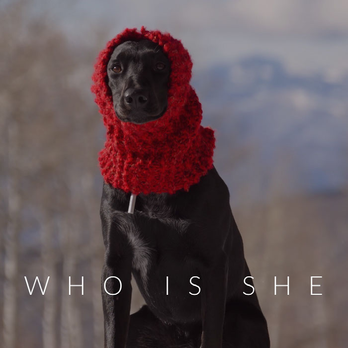 Create Your Own Dog Memes For Free Adobe Spark