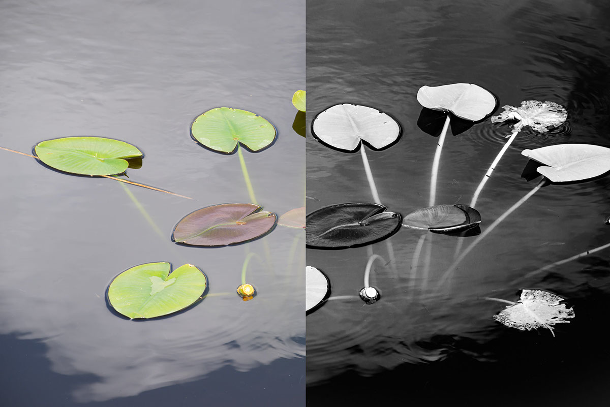 Quick & Easy Color to B/W Tutorial Lightroom