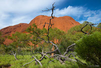Another Dry Trees in the Red Centre