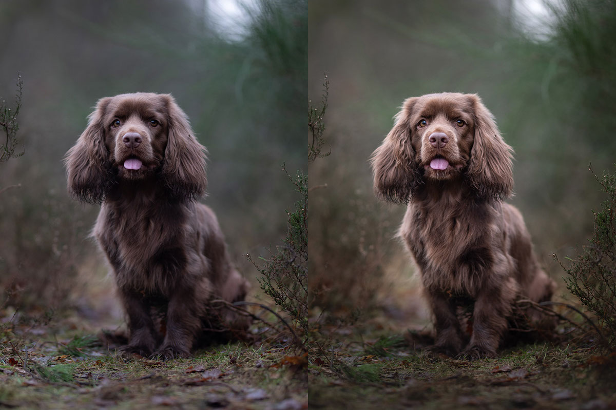 Emphasize Your Subject Using Masks