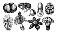 Exotic mushrooms vector set