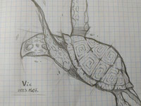Sea turtle sketch