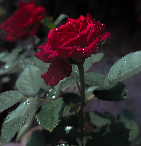Improve your photography skills | Adobe Lightroom