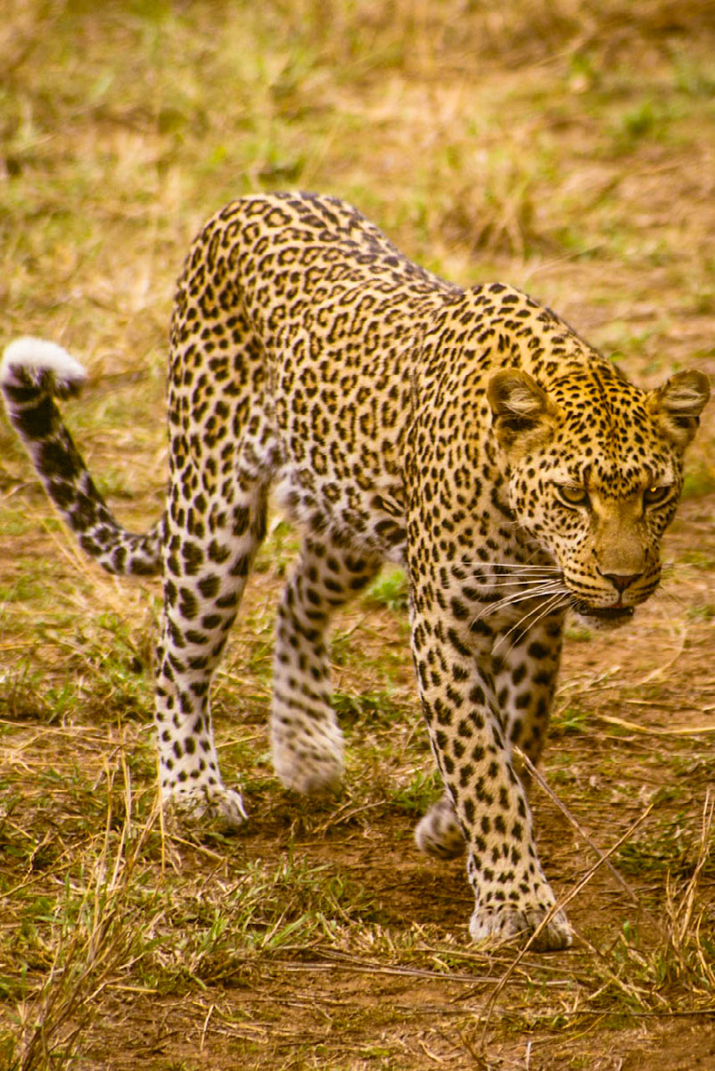 Leopard | Edit | Photoshop Lightroom